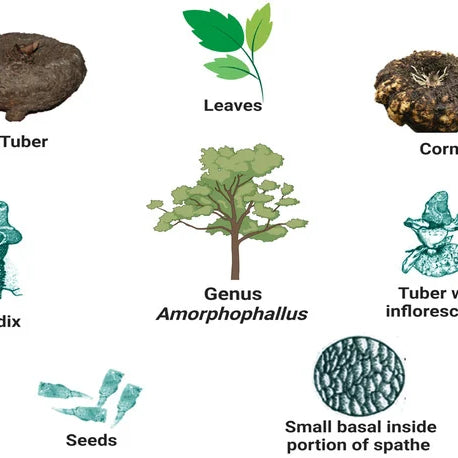 List of Amorphophallus Species of the World