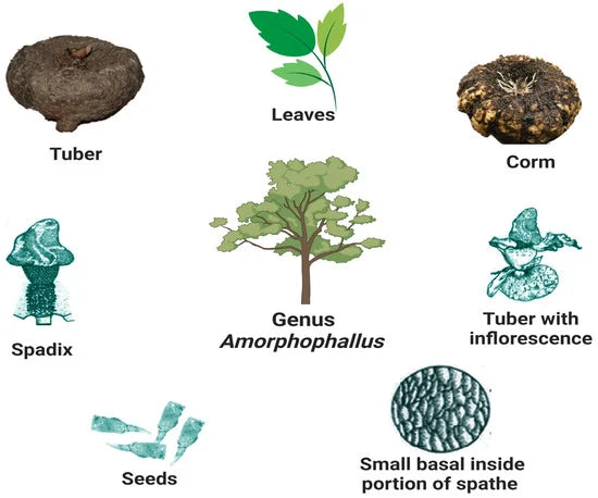 List of Amorphophallus Species of the World