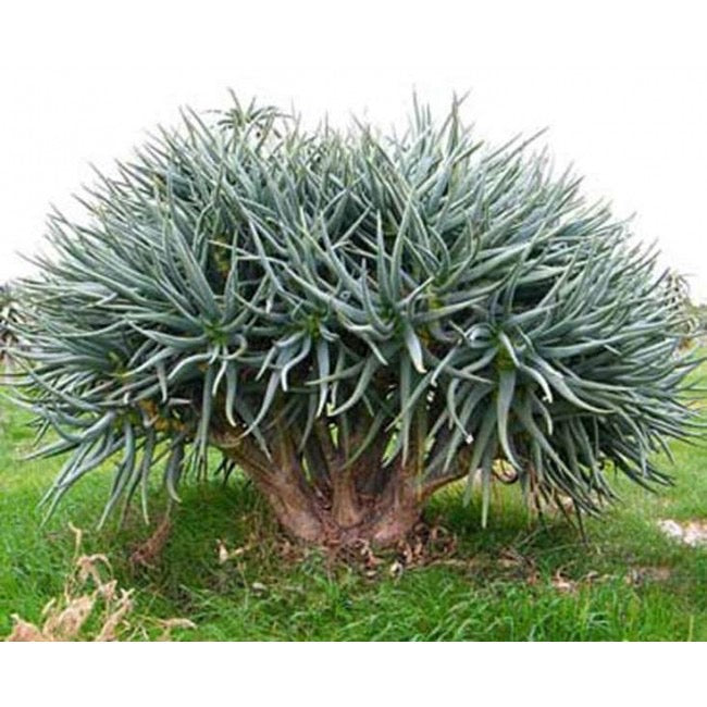 Aloidendron Ramosissimum for Sale and Care Info (Formerly Aloe Ramosissima)