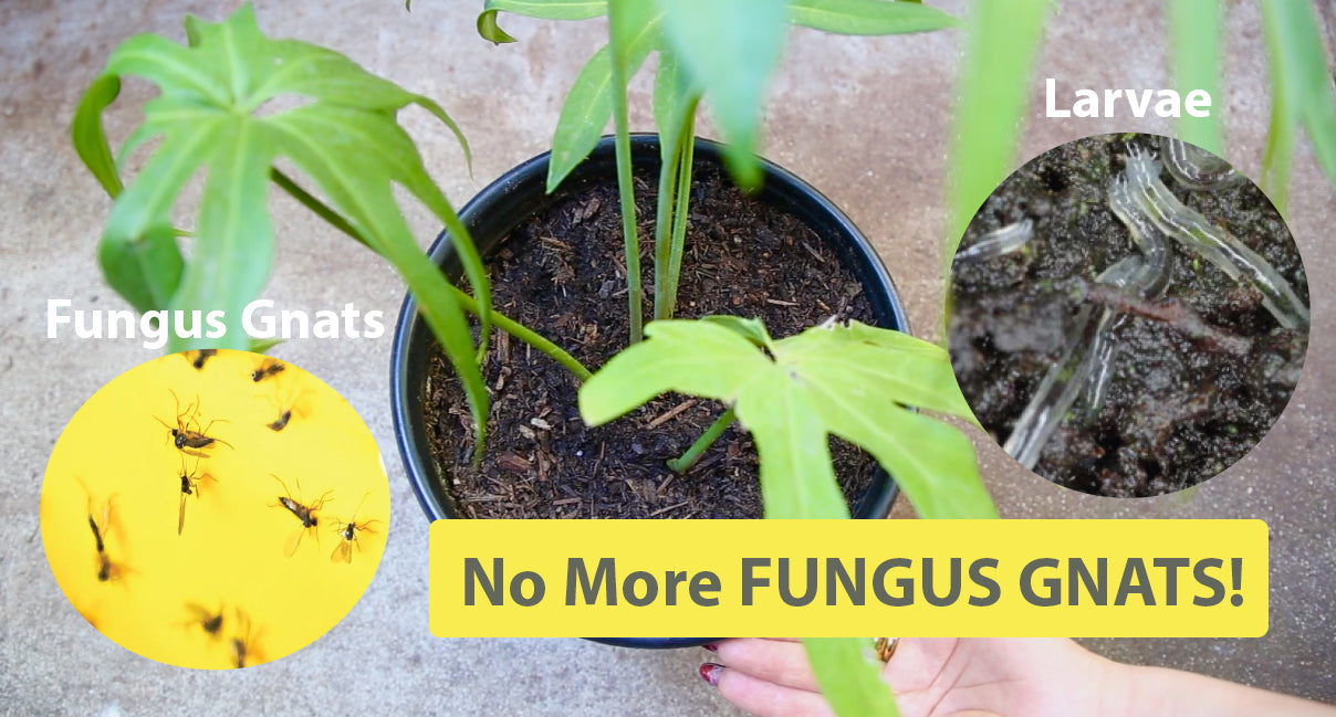 How To Get Rid of Fungus Gnats in House, Plants and Soil