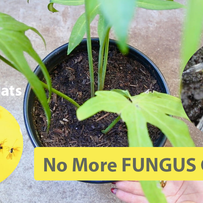 How To Get Rid of Fungus Gnats in House, Plants and Soil