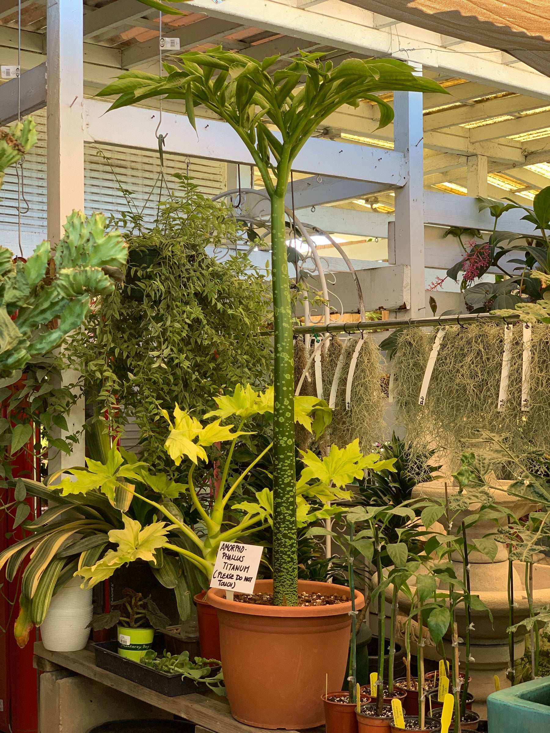 Amorphophallus Titanum for Sale