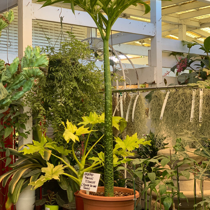 Amorphophallus Titanum for Sale