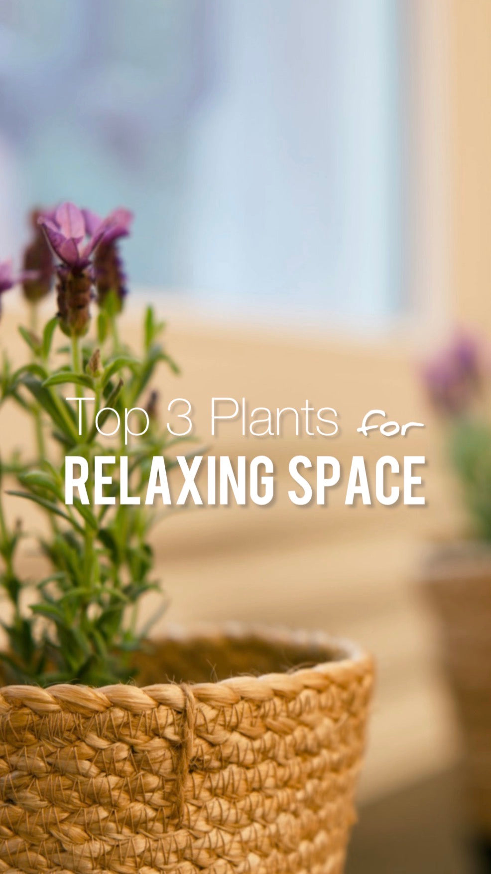 Top 3 Plants for a Relaxing Environment and Why They Work
