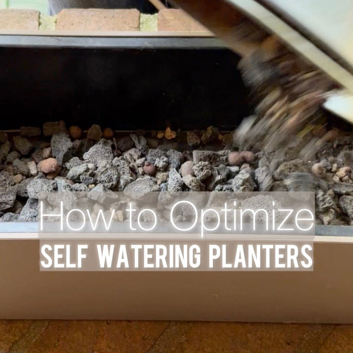 Learn how self-watering planters work, their benefits, and how they keep plants healthy with consistent moisture. Discover tips for using self-watering pots indoors and outdoors to reduce maintenance and promote stronger plant growth.