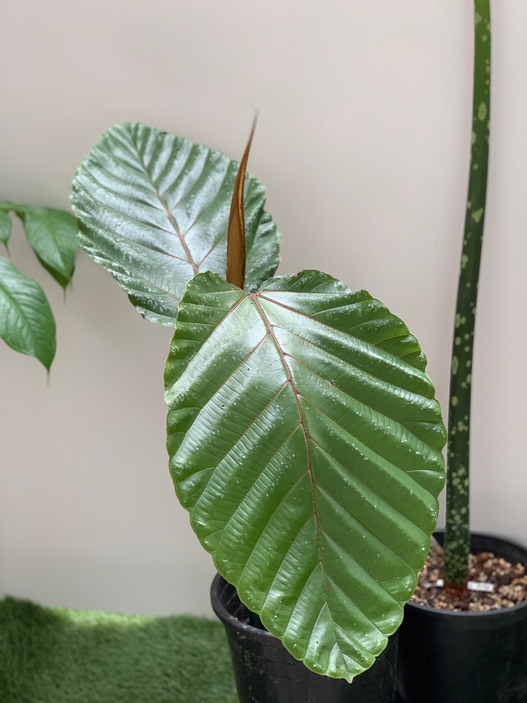 Ficus Dammaropsis For Sale and Care Info