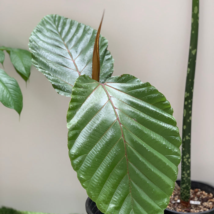 Ficus Dammaropsis For Sale and Care Info