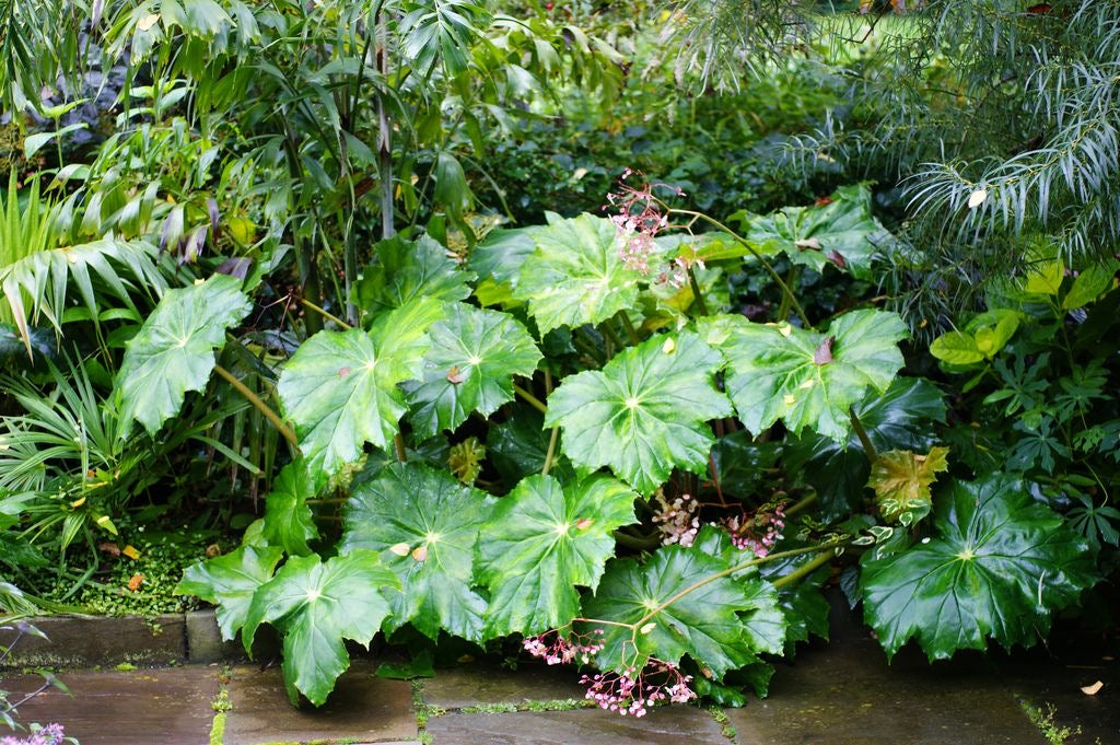 Giant Leaf Begonia Lotusland for Sale and Care Info