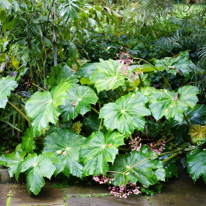 Giant Leaf Begonia Lotusland for Sale and Care Info