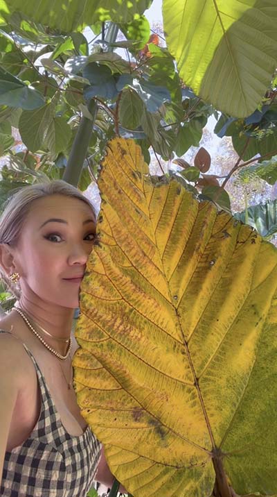 large leaf plants, plants with large leaves, big leaf plants, giant leaf plants, tropical plants with large leaves, large foliage plants, plants with huge leaves, 