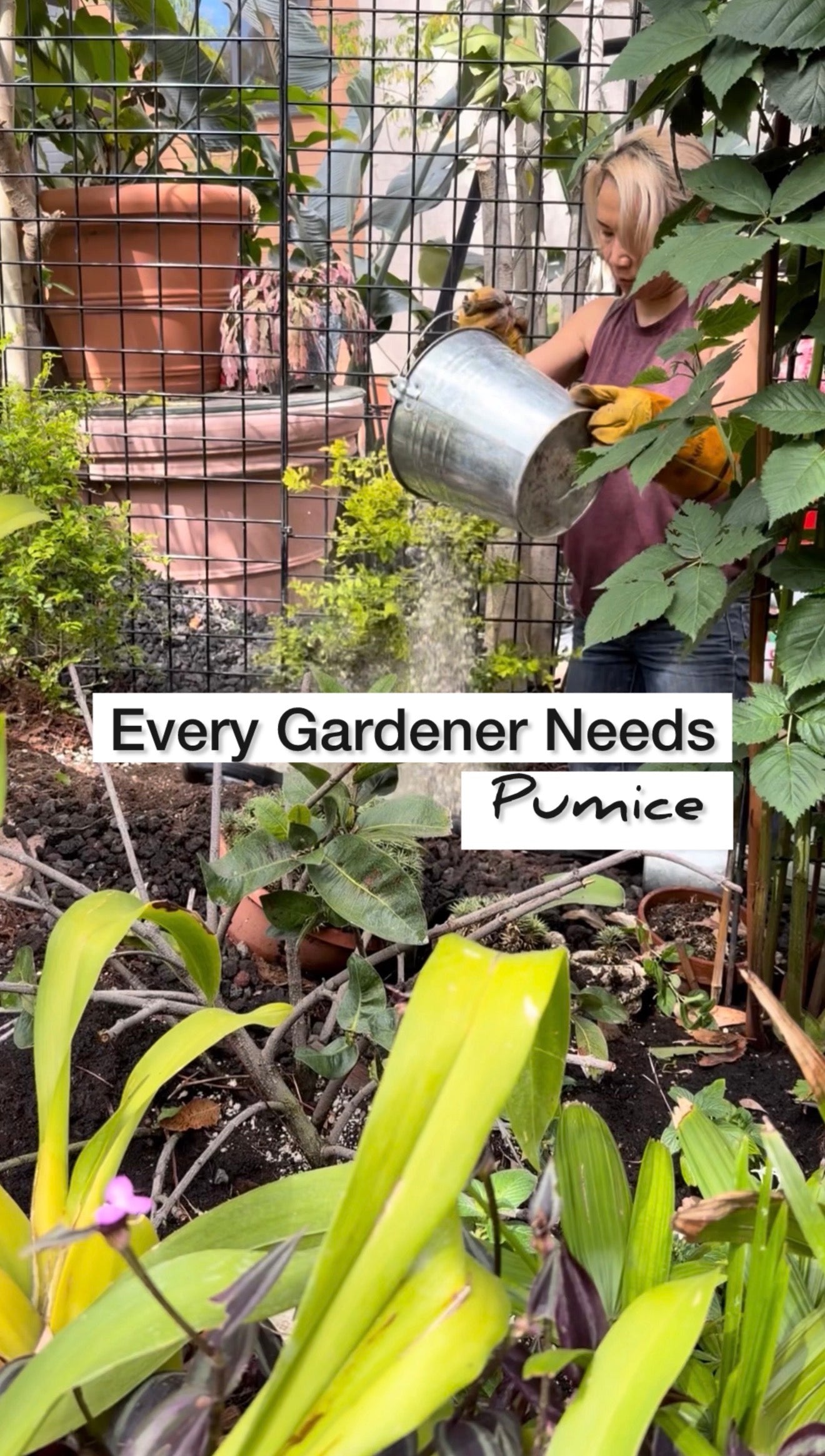 Why Every Gardener Needs Pumice