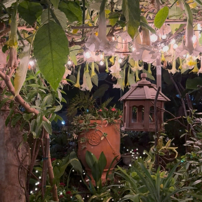 Outdoor Shade Solutions: Beautiful Garden Umbrella Ideas