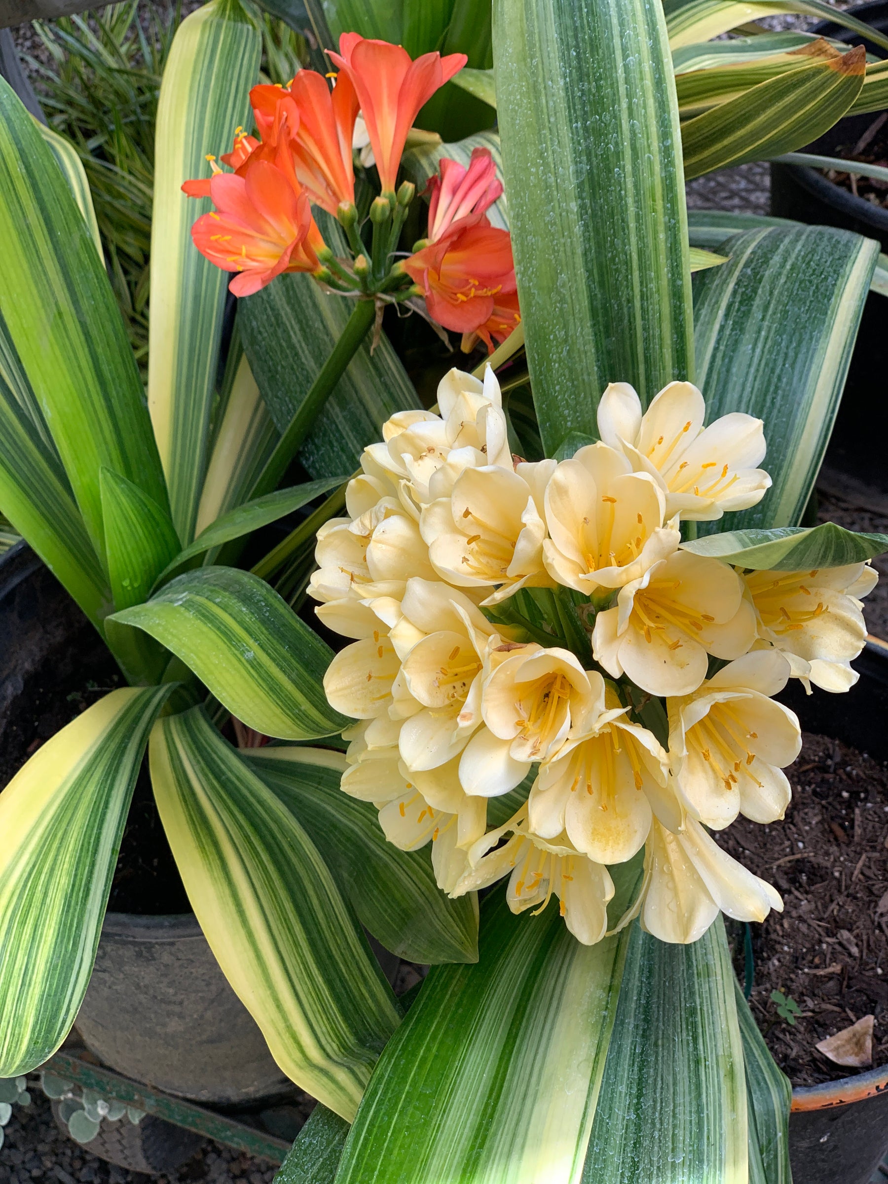 Variegated Clivia Miniata for Sale, How to Care for Info