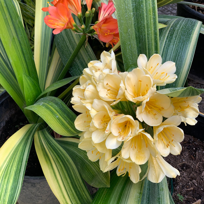 Variegated Clivia Miniata for Sale, How to Care for Info