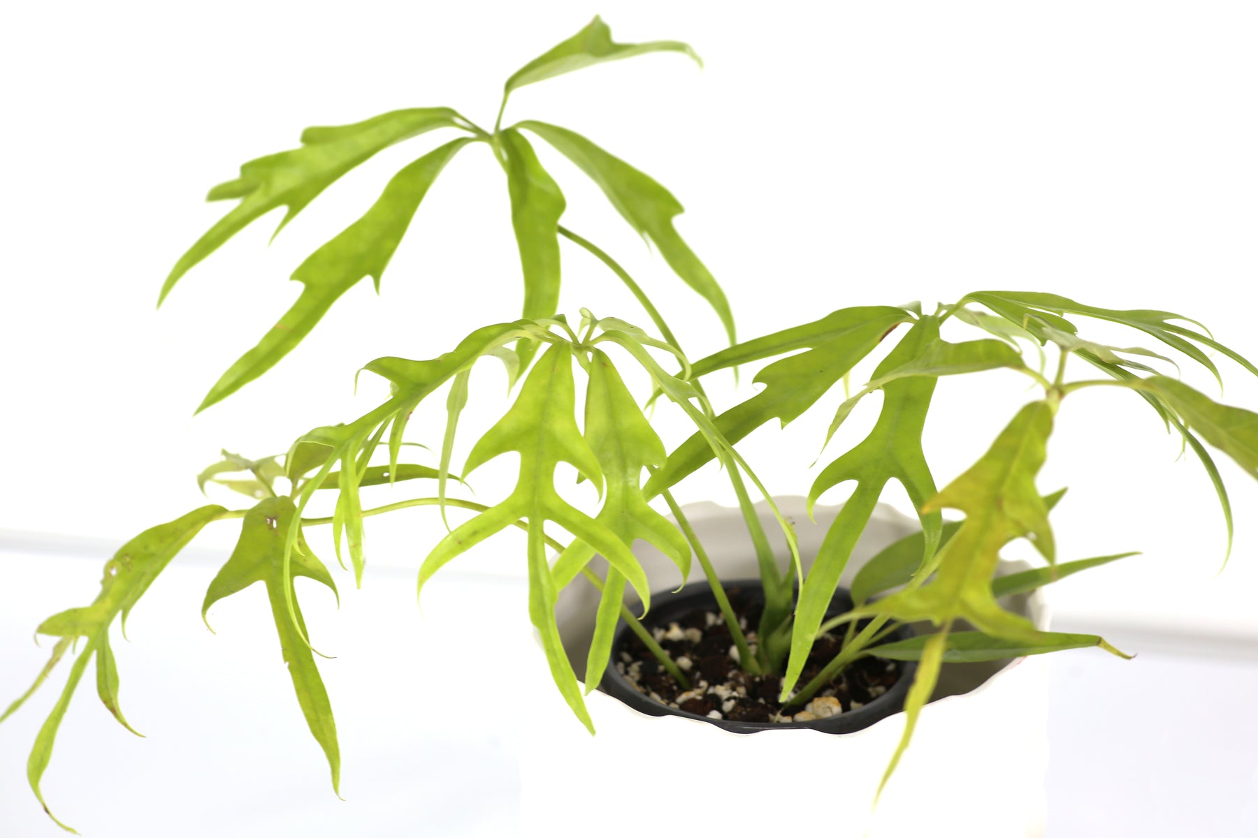 Schefflera Actinophylla Nova for Sale and Care Info