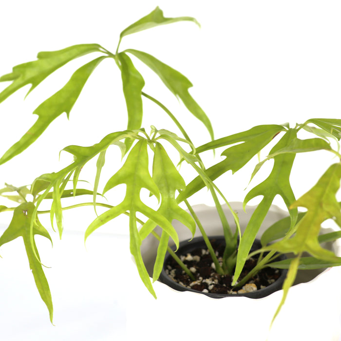 Schefflera Actinophylla Nova for Sale and Care Info