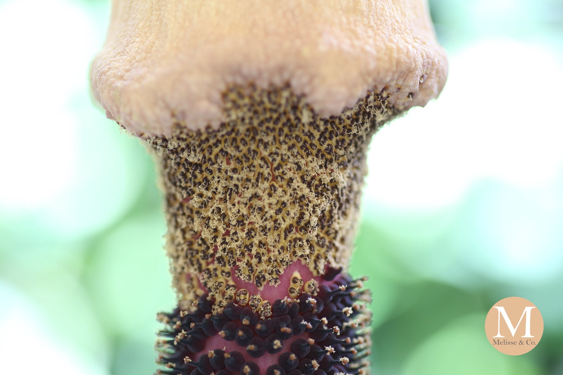 How to Care for Amorphophallus Gigas