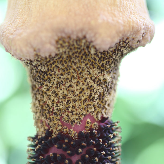 How to Care for Amorphophallus Gigas