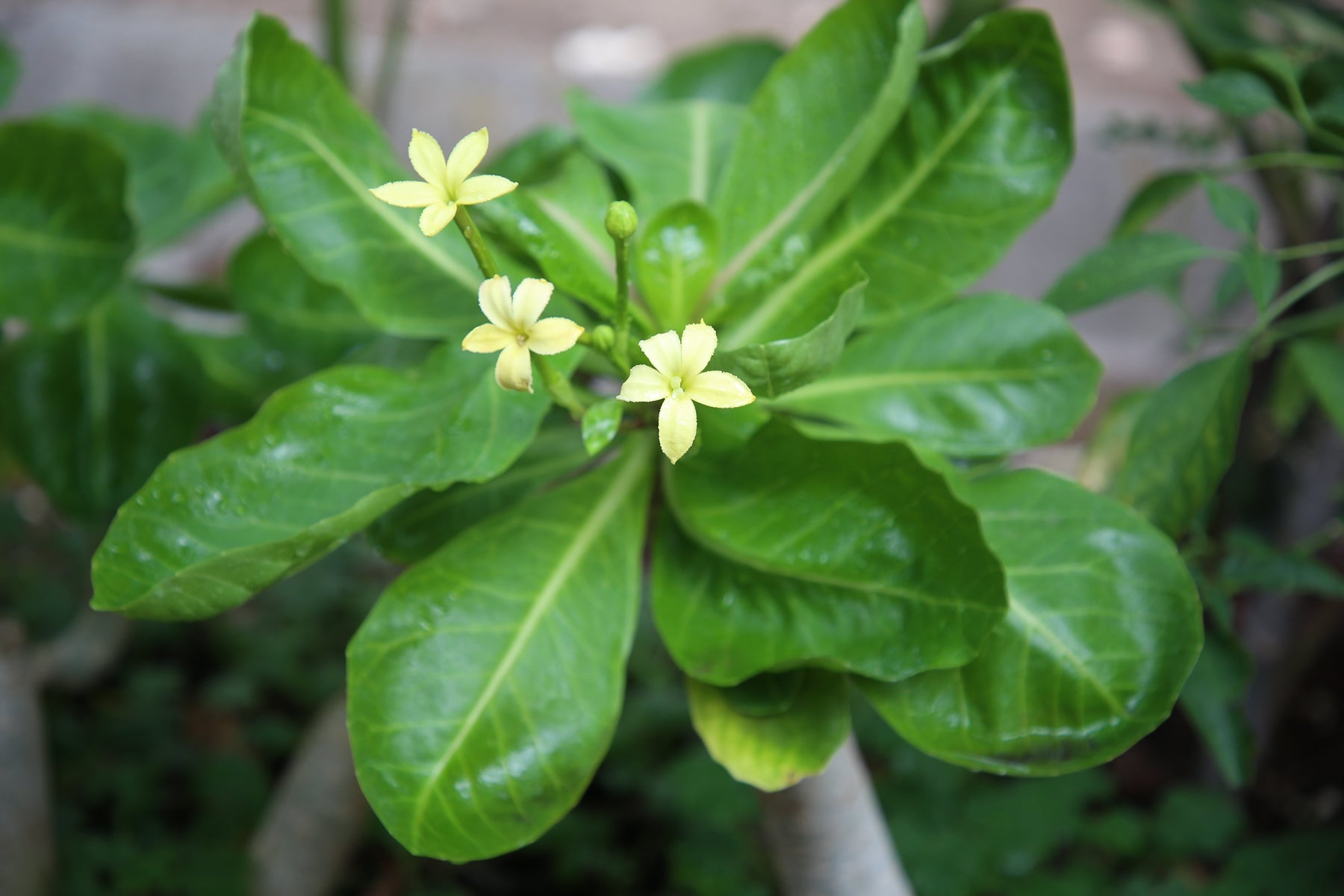 Beautiful Plants for Gardening in Zone 10