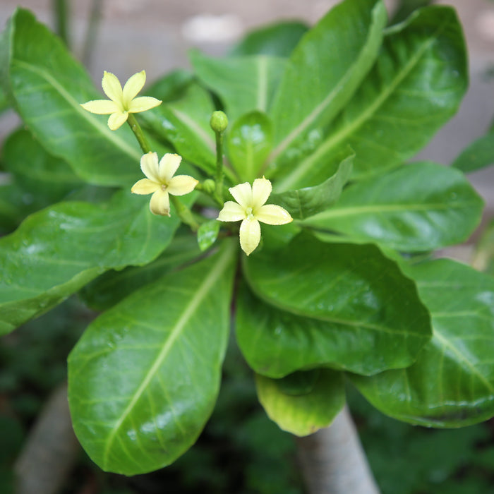 Beautiful Plants for Gardening in Zone 10