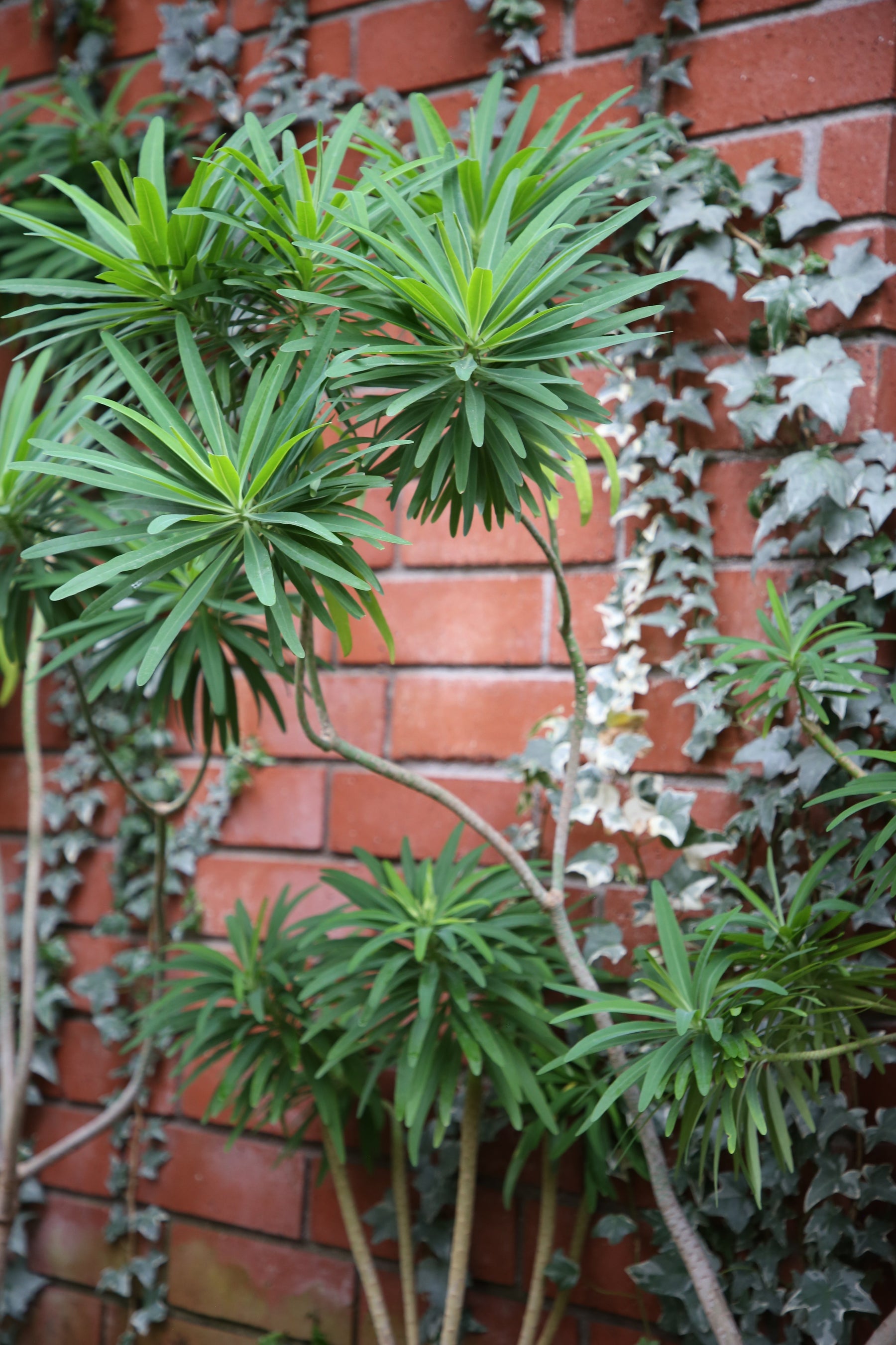 Euphorbia Lambii for Sale and How to Care for Information