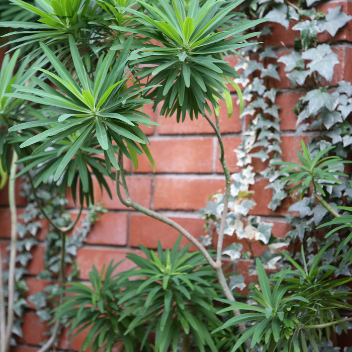 Euphorbia Lambii for Sale and How to Care for Information