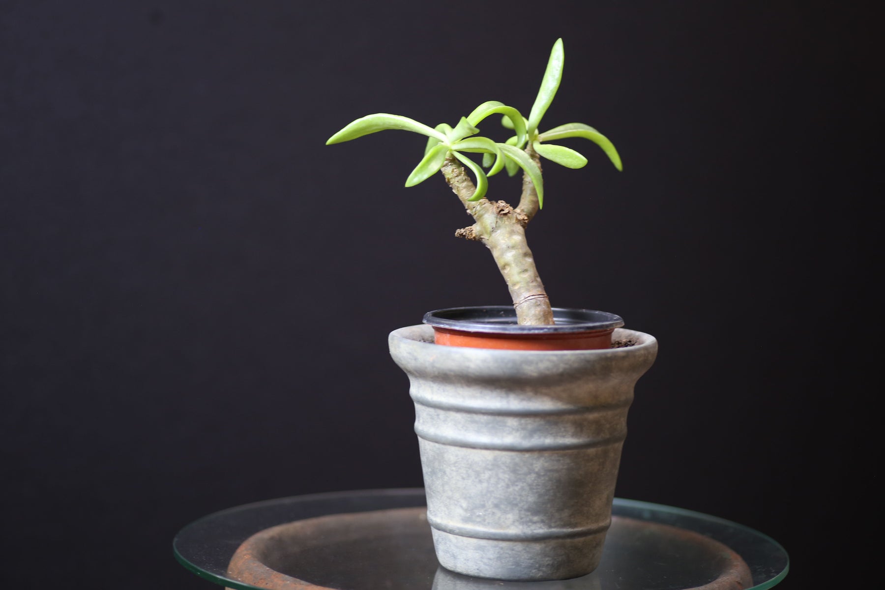 Tylecodon Paniculatus v. Dinterii for Sale