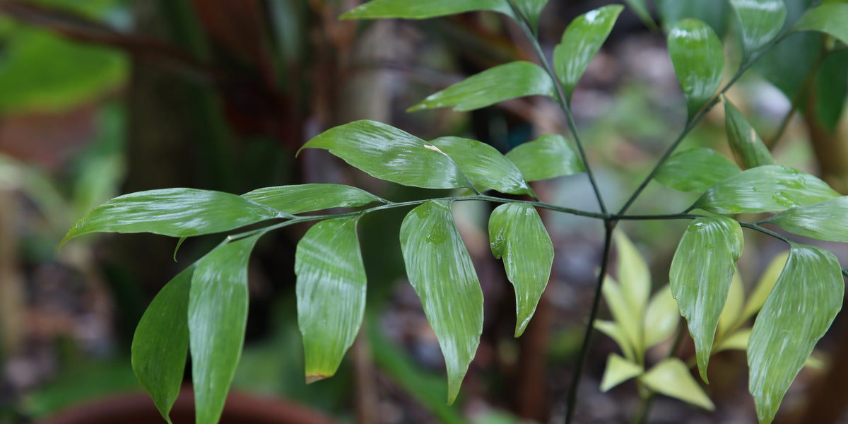 IMG_7686_edit_1200x600_crop_ce