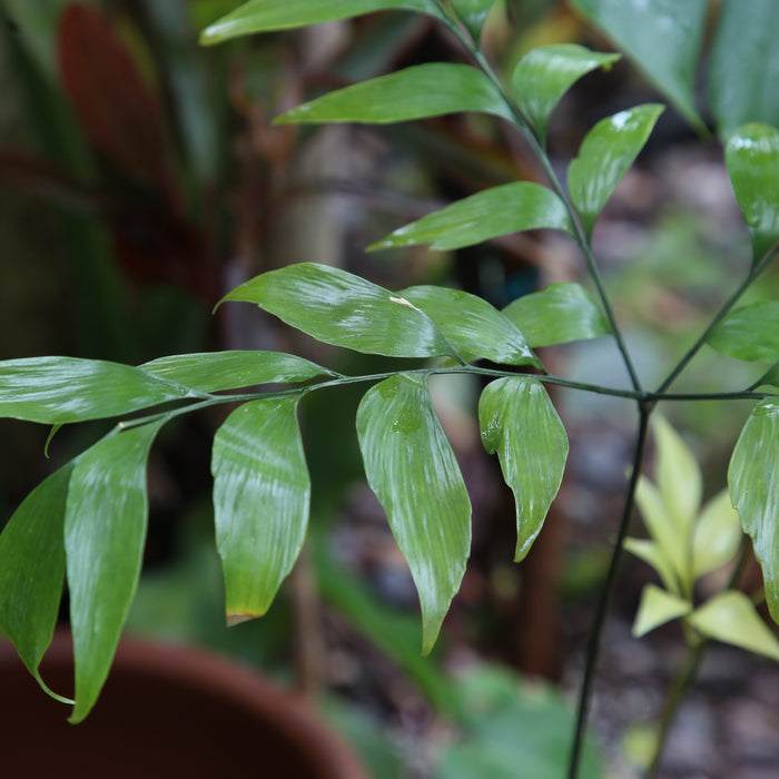 Tropical Plants for Zone  10a and 10b