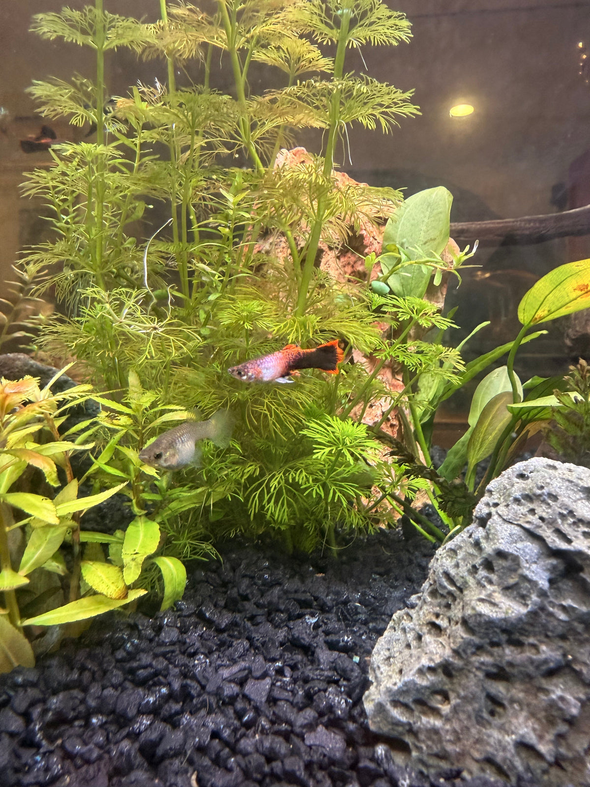 Best Aquarium Fish for Hard Water — Melisse & Co. - Including Top Picks For Hard Water