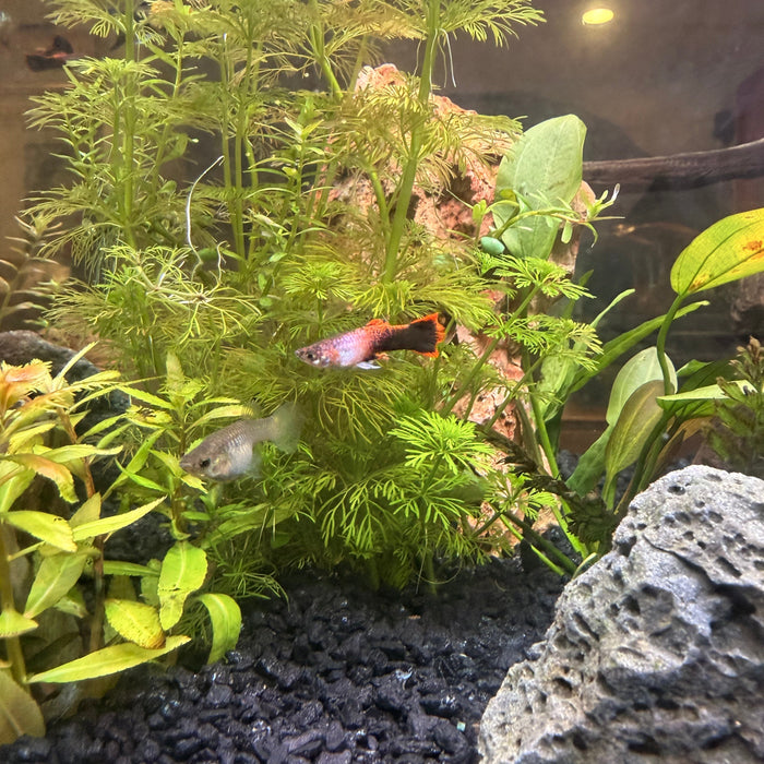 Best Aquarium Fish for Hard Water