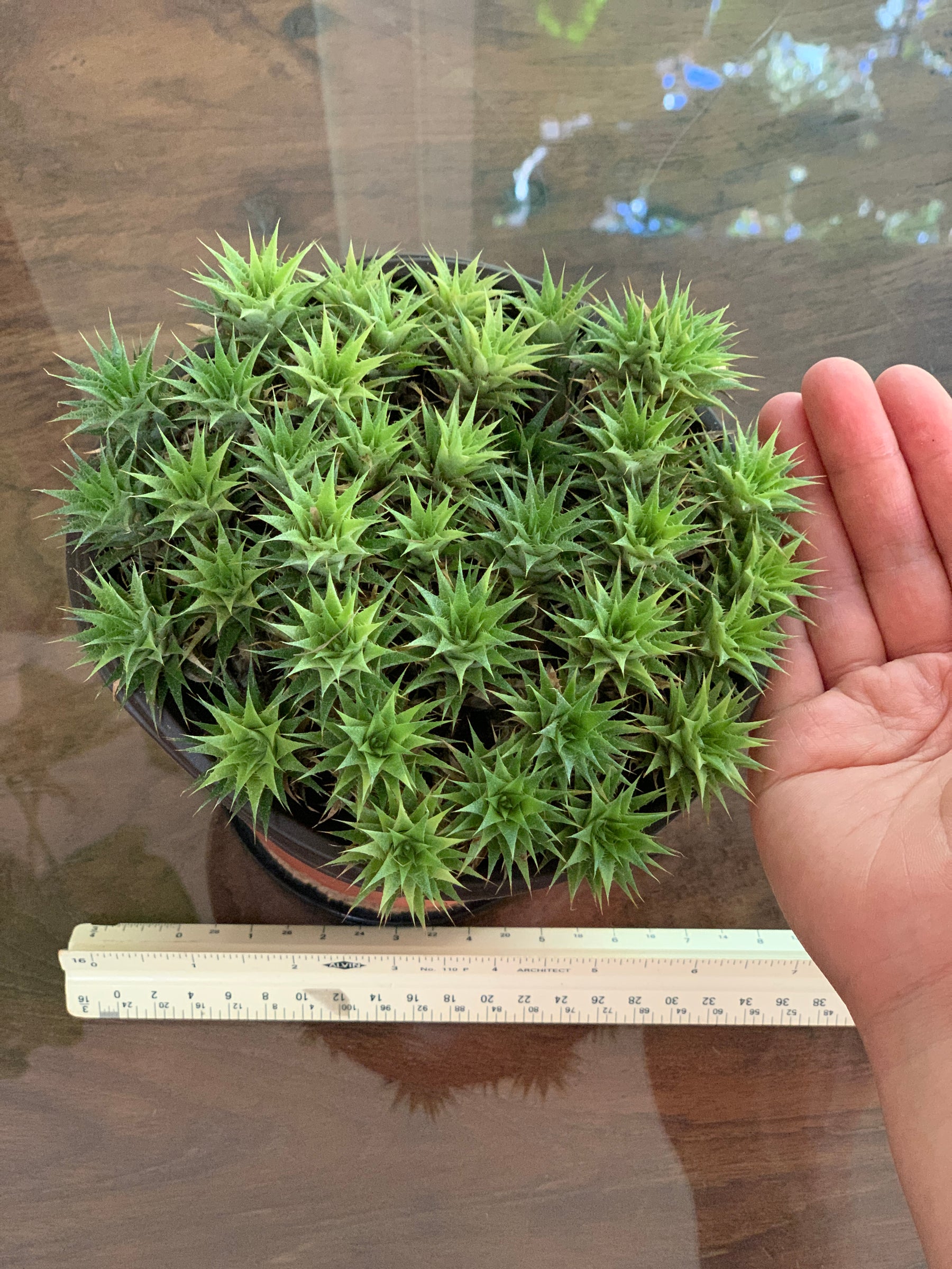 Abromeitiella Brevifolia aka Deuterocohnia Brevifolia for Sale and Care Info