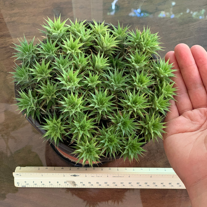 Abromeitiella Brevifolia aka Deuterocohnia Brevifolia for Sale and Care Info