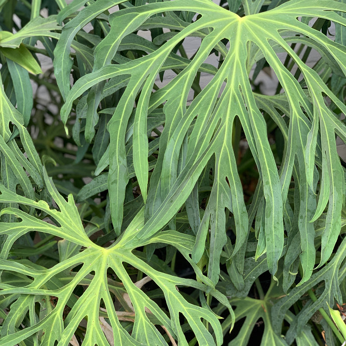 Anthurium Podophyllum for Sale and Care Info