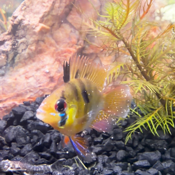 Is white spot on fish contagious?