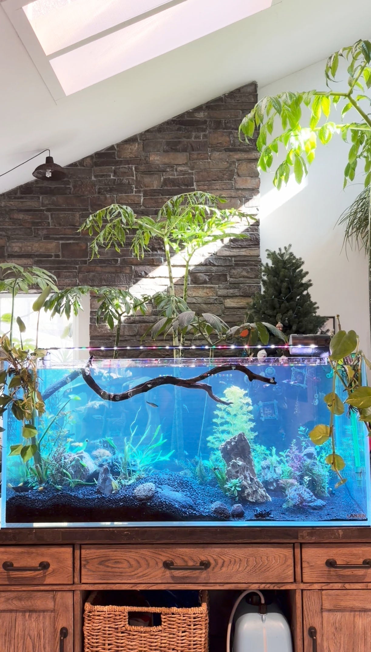 Effective Treatment for Ich - White Spots on Freshwater Aquarium Fish