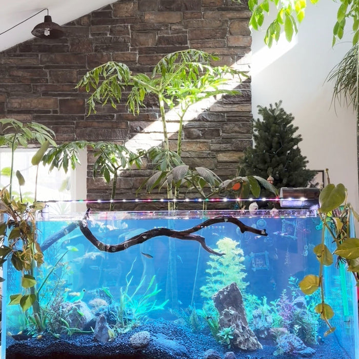 Effective Treatment for Ich - White Spots on Freshwater Aquarium Fish