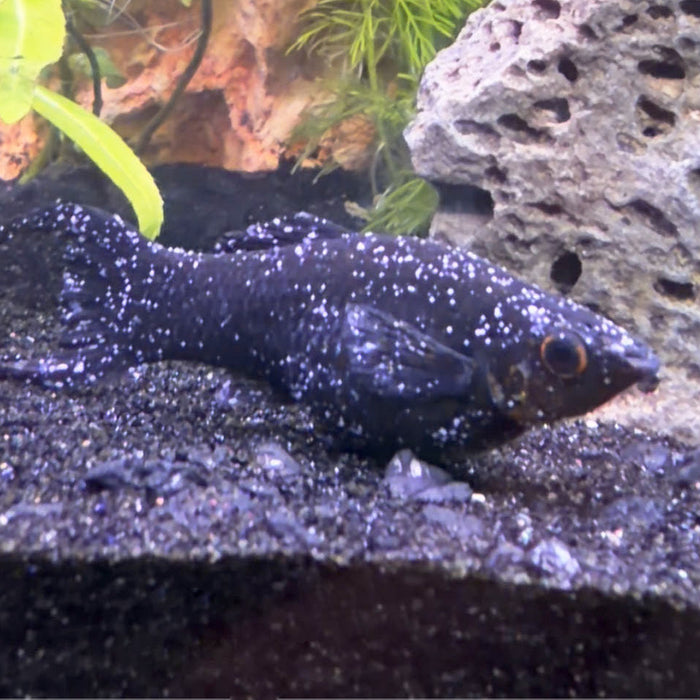 Can White Spot Treatment Kill Aquarium Fish