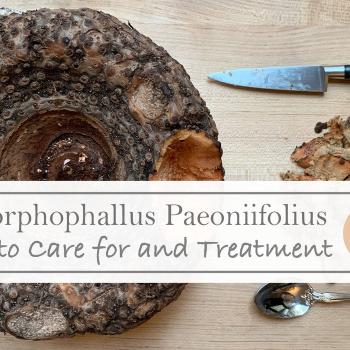 Amorphophallus Paeoniifolius for Sale and Care Info