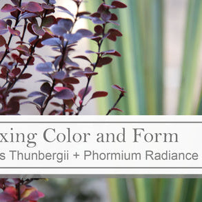 Berbery Thunbergii 'Orange Rocket' - How to Care for and Styling Tips