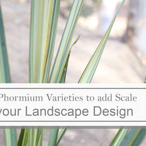 Top Tallest Phormium Varieties that Will add Scale to your Landscape Design How to Care for