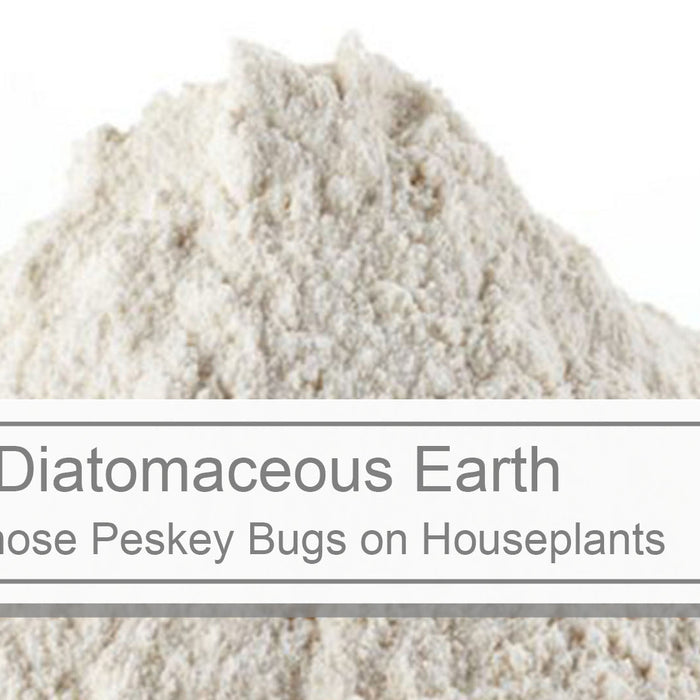 Benefits of Diatomaceous earth for Houseplants