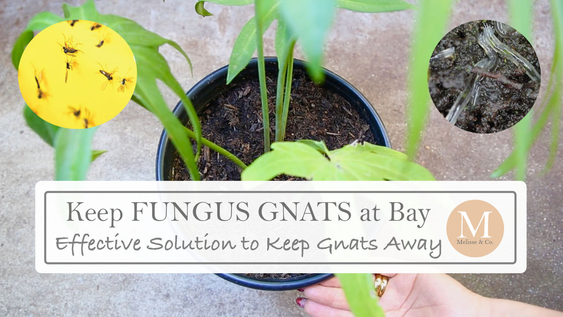 How To Get Rid of Fungus Gnats in House, Plants and Soil