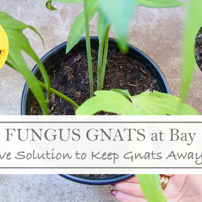 How To Get Rid of Fungus Gnats in House, Plants and Soil