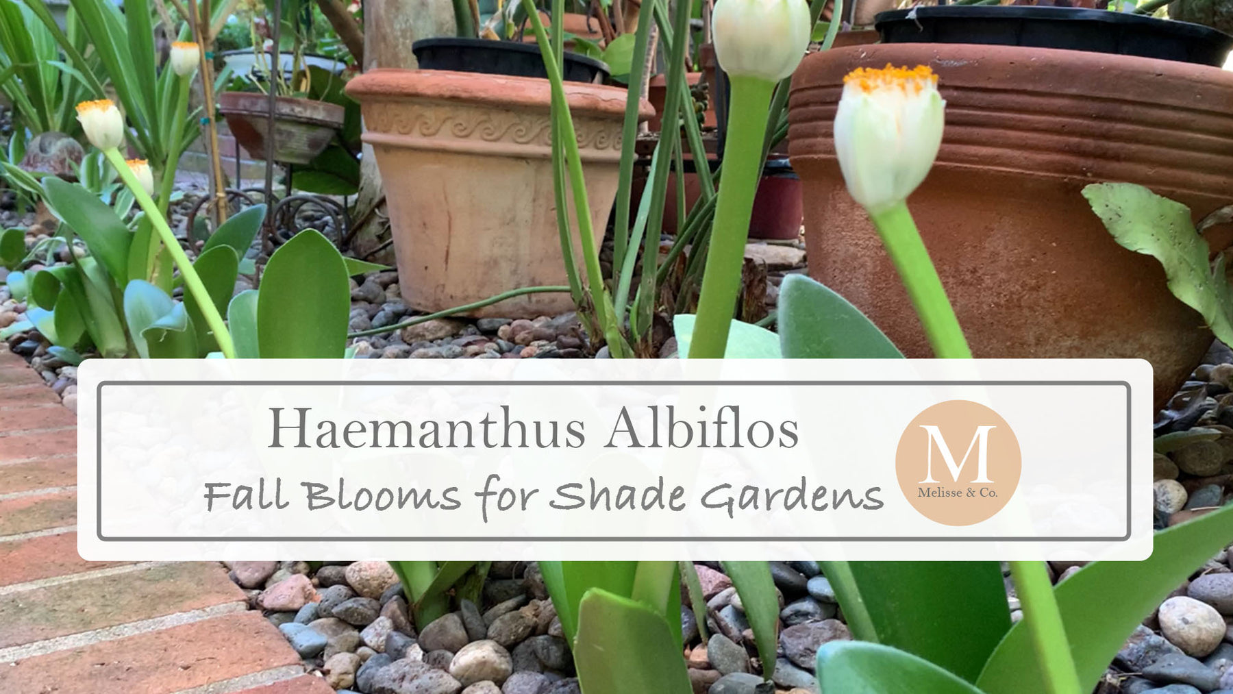 Haemanthus Albiflos for Shade Gardens