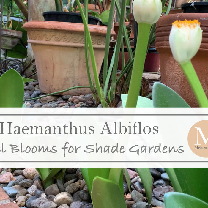 Haemanthus Albiflos for Shade Gardens