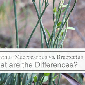 What are the Differences Between a Pedilanthus Macrocarpus versus a Pedilanthus Bracteatus