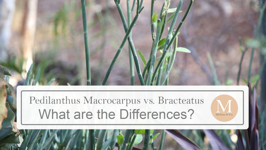 What are the Differences Between a Pedilanthus Macrocarpus versus a Pedilanthus Bracteatus