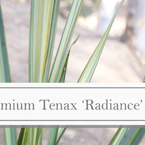 Phormium Tenax 'Radiance' Tall Varieties of New Zealand Flax How to Care 