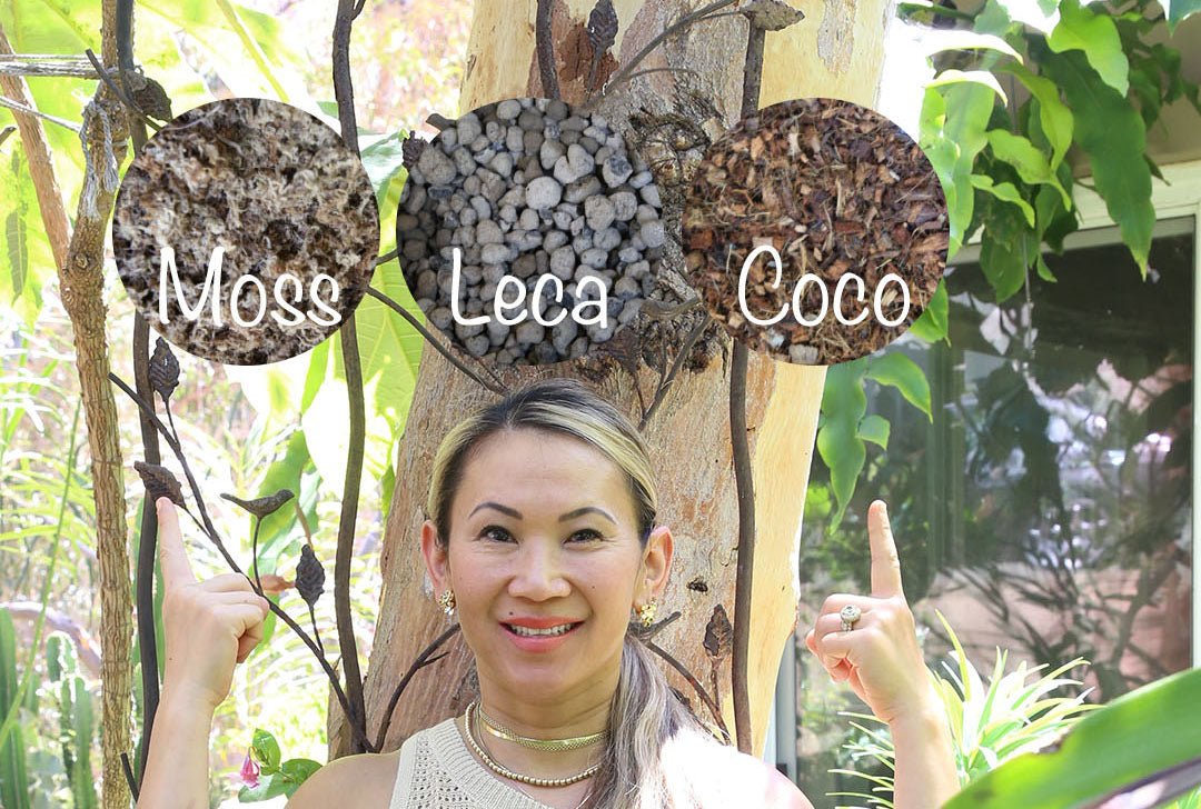 Best Potting Soil Mix for Planter Box and Planters